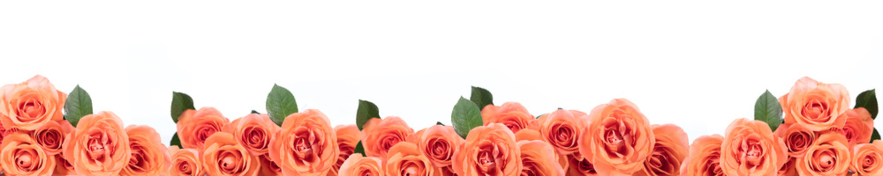 panorama mit rosen