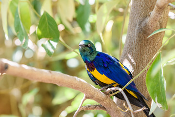 Golden Breasted Starling Bird Portrait