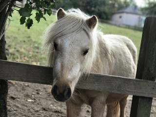 Obraz premium Kucyk na padoku