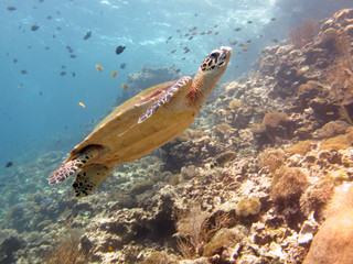 Fototapeta na wymiar Sea turtle on the coral reef