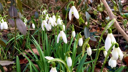 Schneeglöckchen Blumen im Winter / Frühling