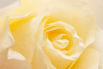 yellow rose petals as background