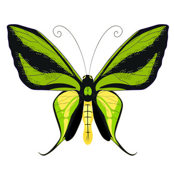 Ornithoptera paradisea, butterfly wings of a bird of paradise. 