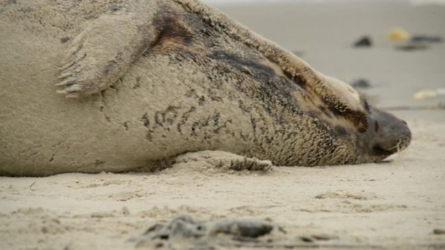 grey seal rolling in the sand 11231
