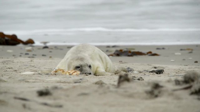 A few days old grey seal pup playing in the sand. 11232
