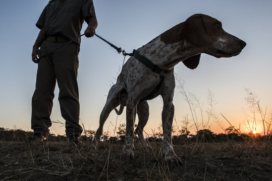 Park ranger with dog in field at sunset