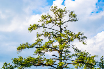 the pine at phu kradueng national park thailand.