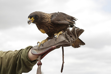 Harris's hawk (Parabuteo unicinctus) in the hands of a falconer