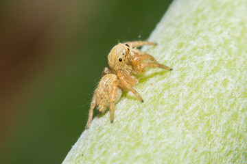 Salticidae jumping spider, Saltines scenics,Hyllus macro view soft focus in nature 
