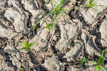 Dried mud and clay on a hot summer day