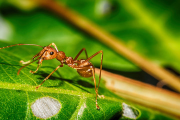 Red ant on leaf Macro view