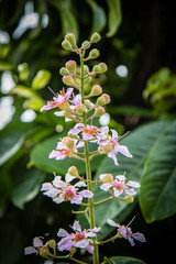 Thailand Flower 3
