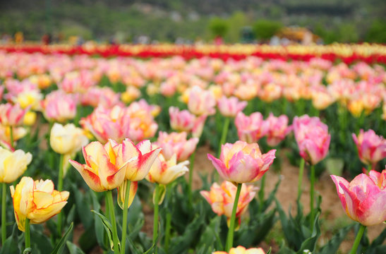 Tulip garden in Srinagar, Kashmir, India