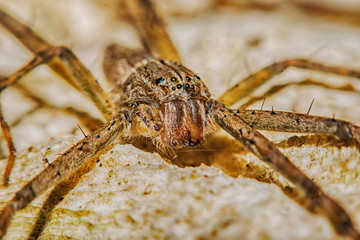 Lynx Spider with nest Macro view soft focus