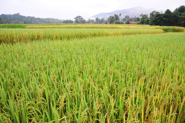 Landscape view of Paddy field
