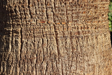 palm bark texture