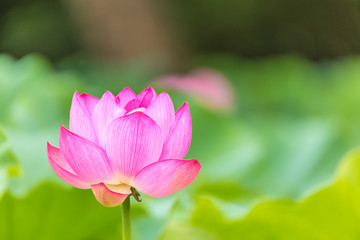 The Lotus Flower.Background is the lotus leaf and lotus flower and  tree.Shooting location is the Sankeien in Yokohama, Kanagawa Prefecture Japan.