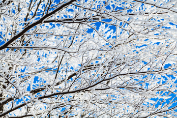 winter trees branches with snow