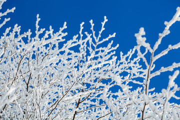 winter trees branches with snow