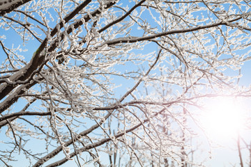 winter trees branches with snow