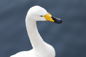 portrait of white swan with a yellow beak on background of water from the pond