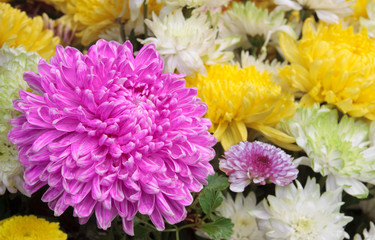 beautiful pink, yellow, and white chrysanthemum bouquet colorful