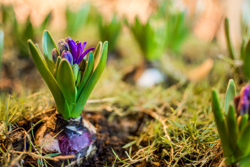 hyacinths in the Garden