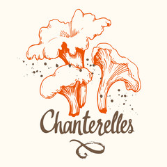 Vector illustration with set of mushrooms in sketch style. Hand-drawn chanterelles on white background. Delicatessen. Autumn forest harvest. © monamonash