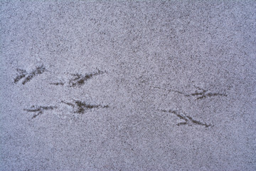 Tracks on snow