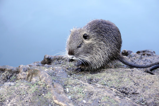 young nutria at the water