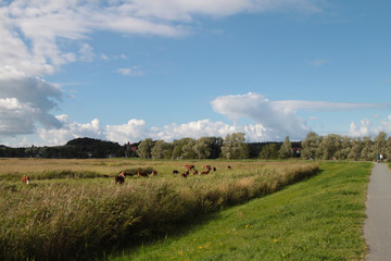 Fototapeta premium Radwandern auf der Insel Rügen, Thiessow, Ostsee, Deich, Deutschland
