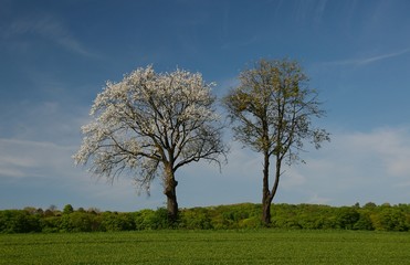 Fototapeta na wymiar Zwei Bäume im Frühling