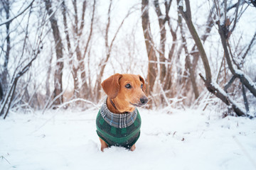 Portrait of a little dog, dressed in a coat