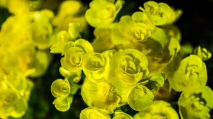 Big begonia in the garden