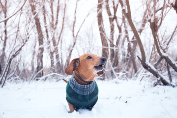 Small dog  barks during the walking in the winter woods