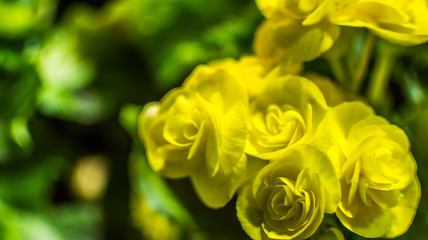 Big begonia in the garden