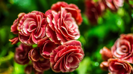 Big begonia in the garden