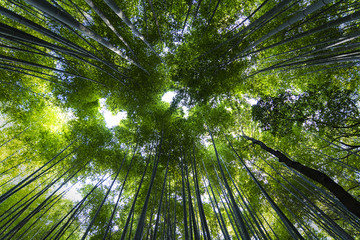 Fototapeta na wymiar Famous bamboo forest Sagano in Kyoto in Japan