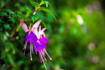fuchsia in the garden