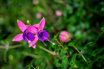 fuchsia in the garden