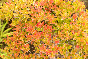 Beautiful yellow red orange autumn flower background