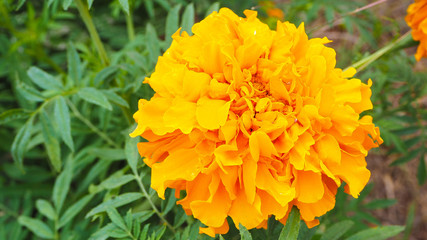 Obraz premium The marigold flower in the garden morning time