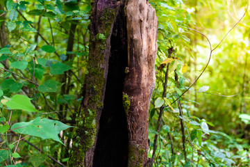 green mos on the tree