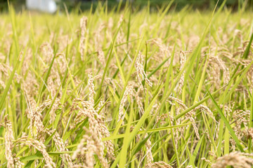 Harvest close of rice of rice fields in the countryside in autumn, Yamanashi, Japan