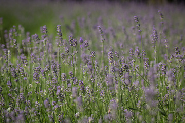 Lavendel quer