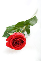 Valentine: Single Red Rose On White