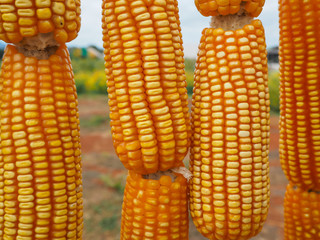 corn in farm for background