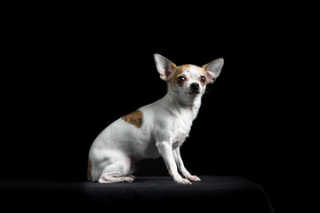 Brown and white chihuahua in black