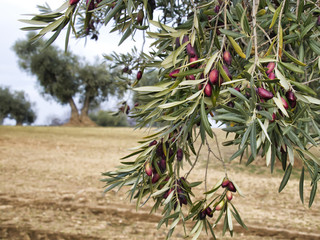 Campo de Arboles olivos con aceitunas
