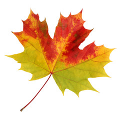 Autumn maple leaf on a white background.